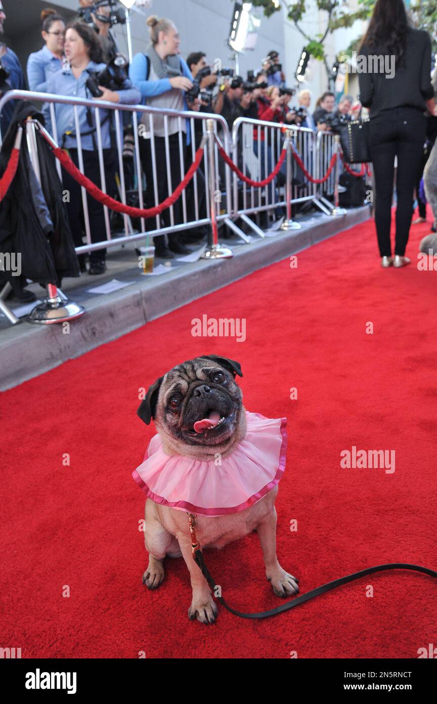 Precious the Pug is seen at the premiere of the animated film "The Nut