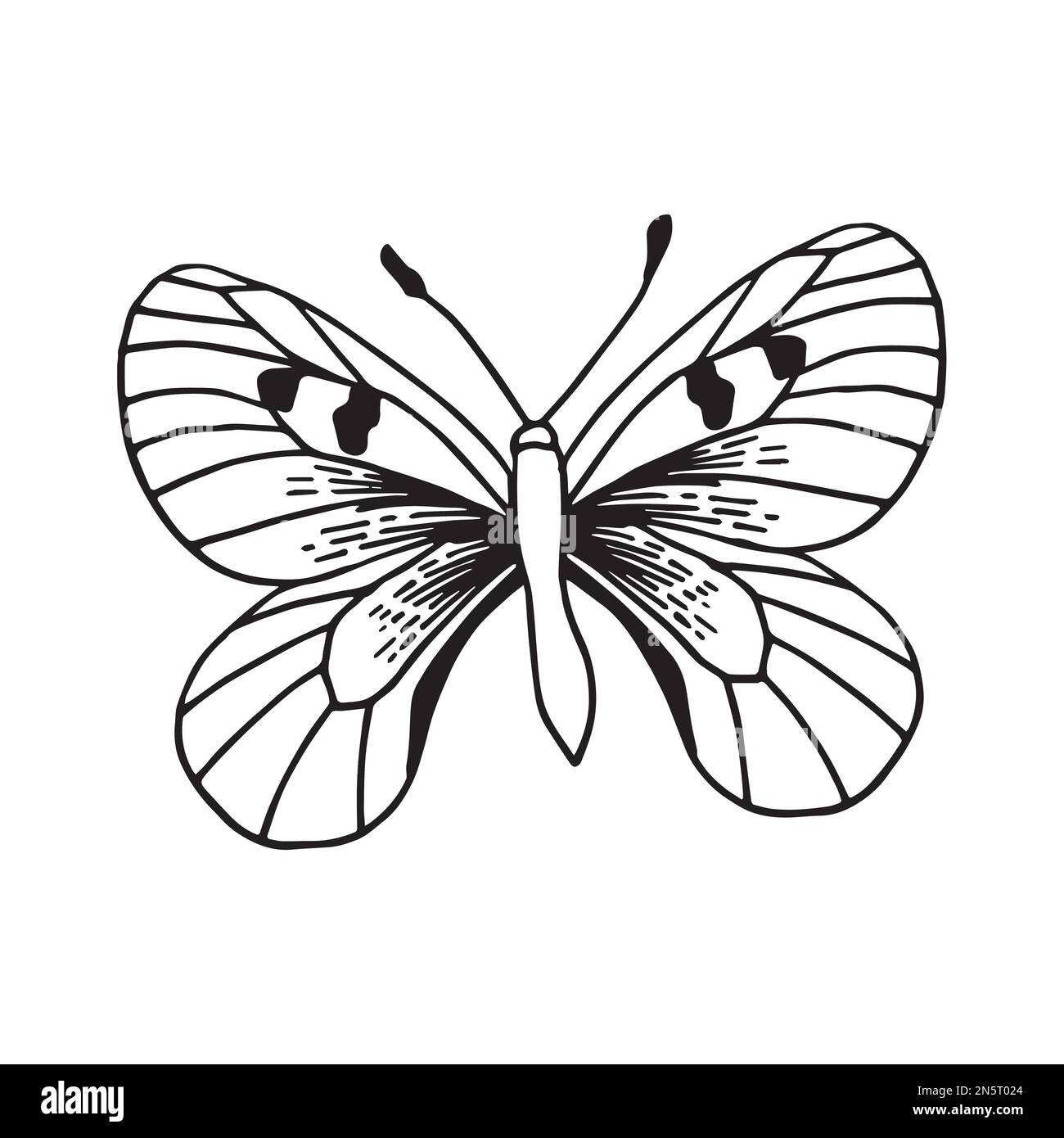 Black and white butterfly doodle. Insect isolated on white background