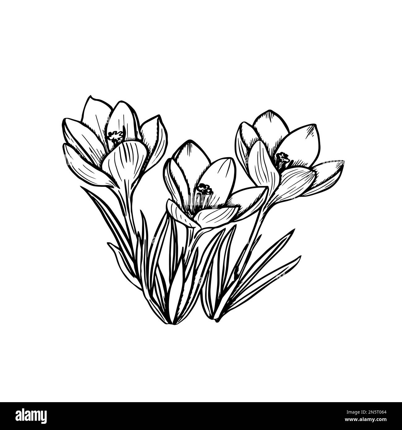Hand drawn crocus flowers. Elegant vintage card. Vector illustration ...