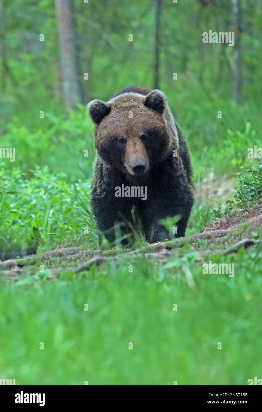 Brown Bear (Ursus arctos arctos) adult male walking through forest ...