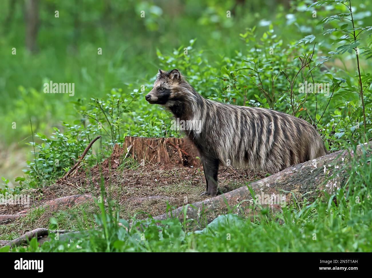 Raccoon Dog (Nyctereutes procyonoides ussuriensis) adult in forest clearing  Alutaguse Forest, Estonia              June Stock Photo