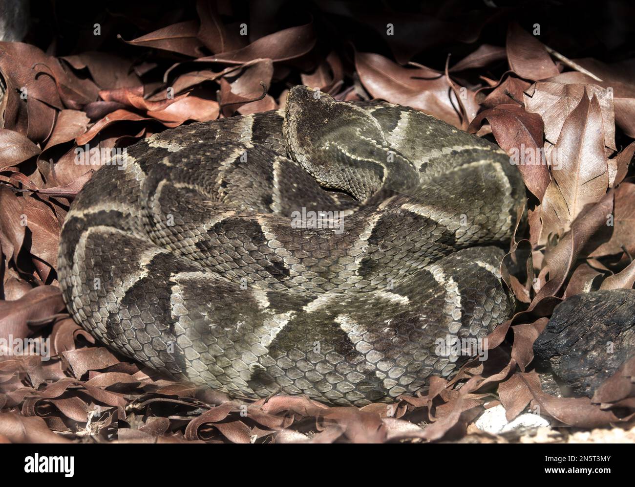 jararaca caiçara, venomous and very dangerous Brazilian snake (Bothrops moojeni) Stock Photo