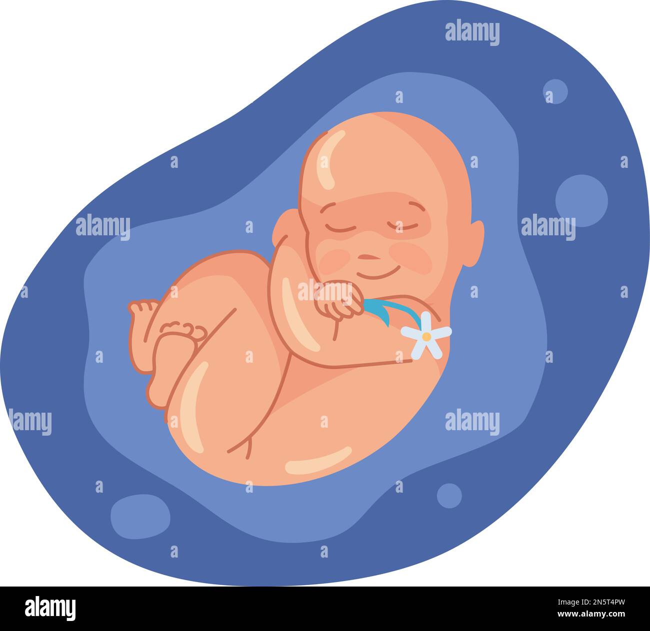 Baby sleeping in womb and smiling. Happy cartoon embryo isolated on white background Stock
