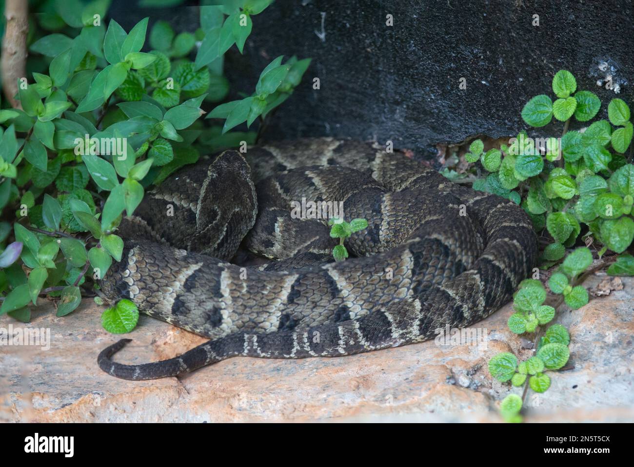Pied viper (Bothrops neuwiedi) (Bothrops diporus), venomous and very dangerous Brazilian snake. 'jararaca pintada' Stock Photo