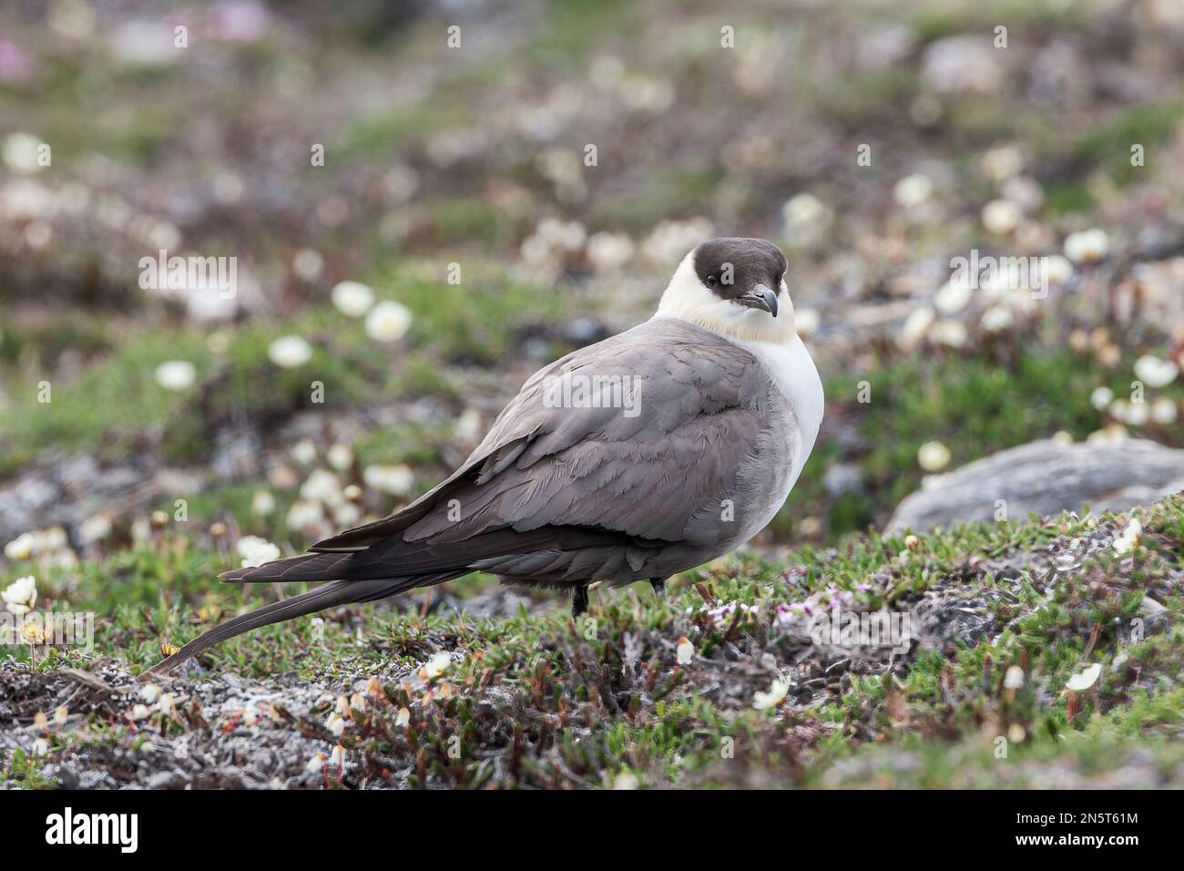 long-tailed skua or long-tailed jaeger, Stercorarius longicaudus, single adult standing on tundra, Spitsbergen, Norway Stock Photo