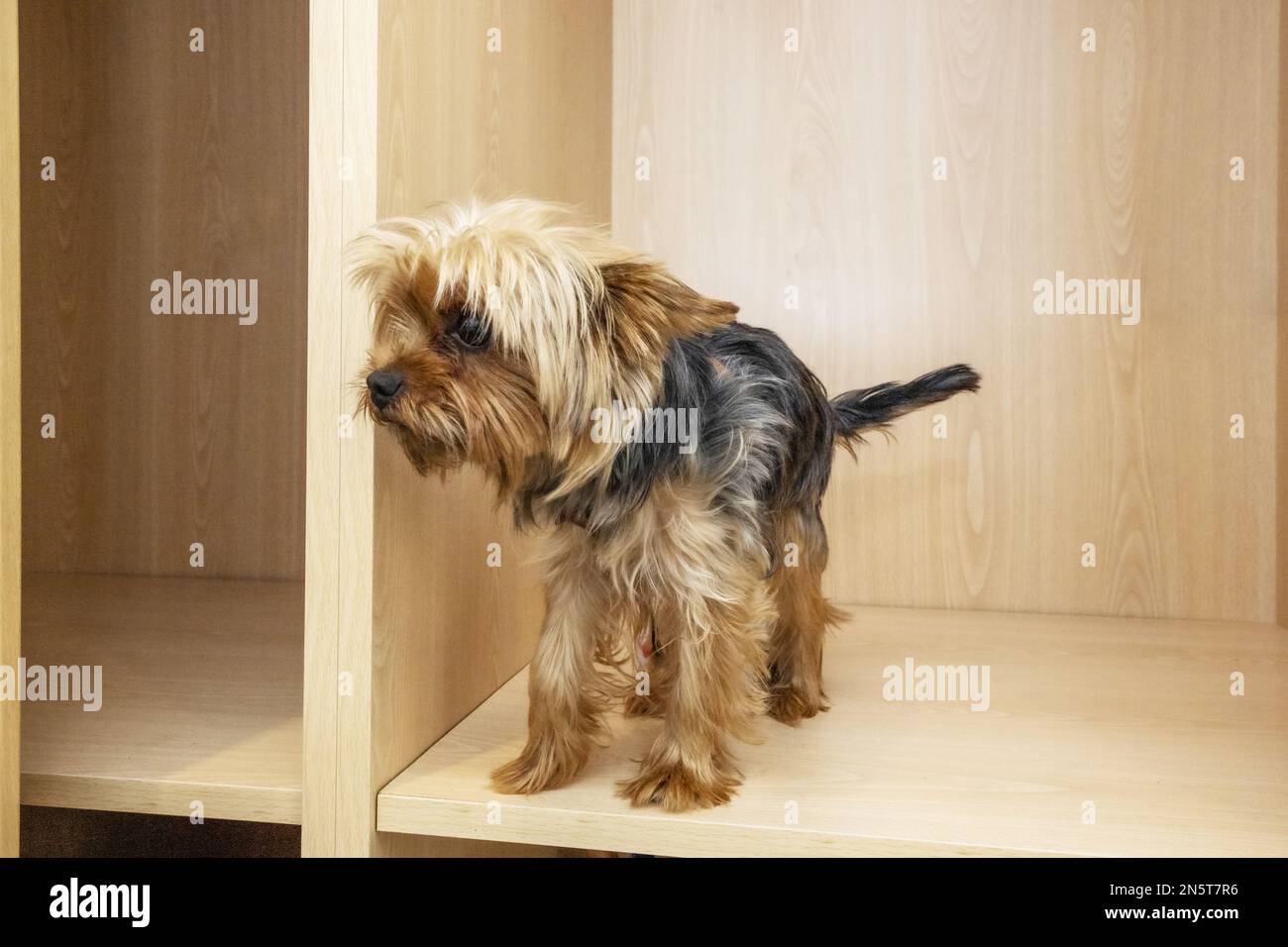 A nice and curious puppy inside a closet watching the situation Stock Photo