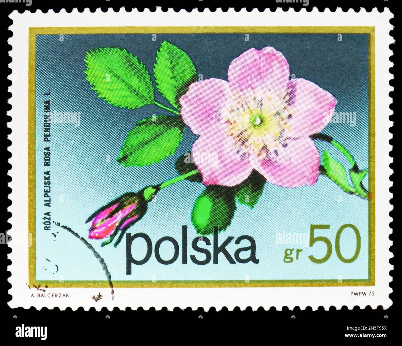 MOSCOW, RUSSIA - FEBRUARY 4, 2023: Postage stamp printed in Poland shows Alpine Rose (Rosa pendulina), Shrub Flowers serie, circa 1972 Stock Photo