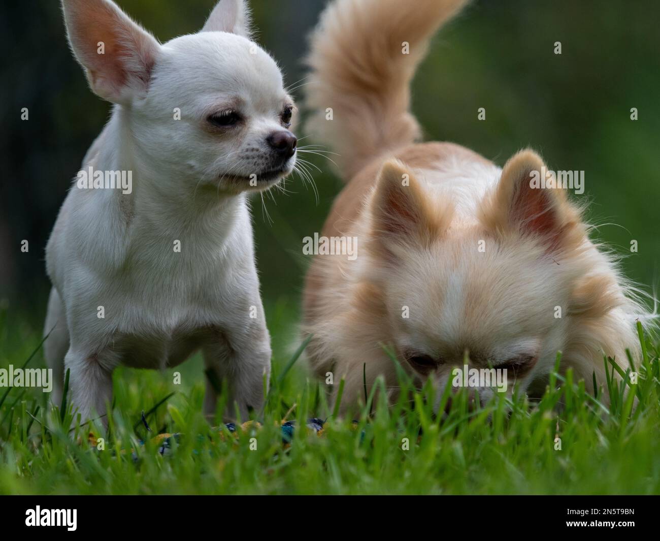 A group of dogs playing in the green grass Stock Photo - Alamy