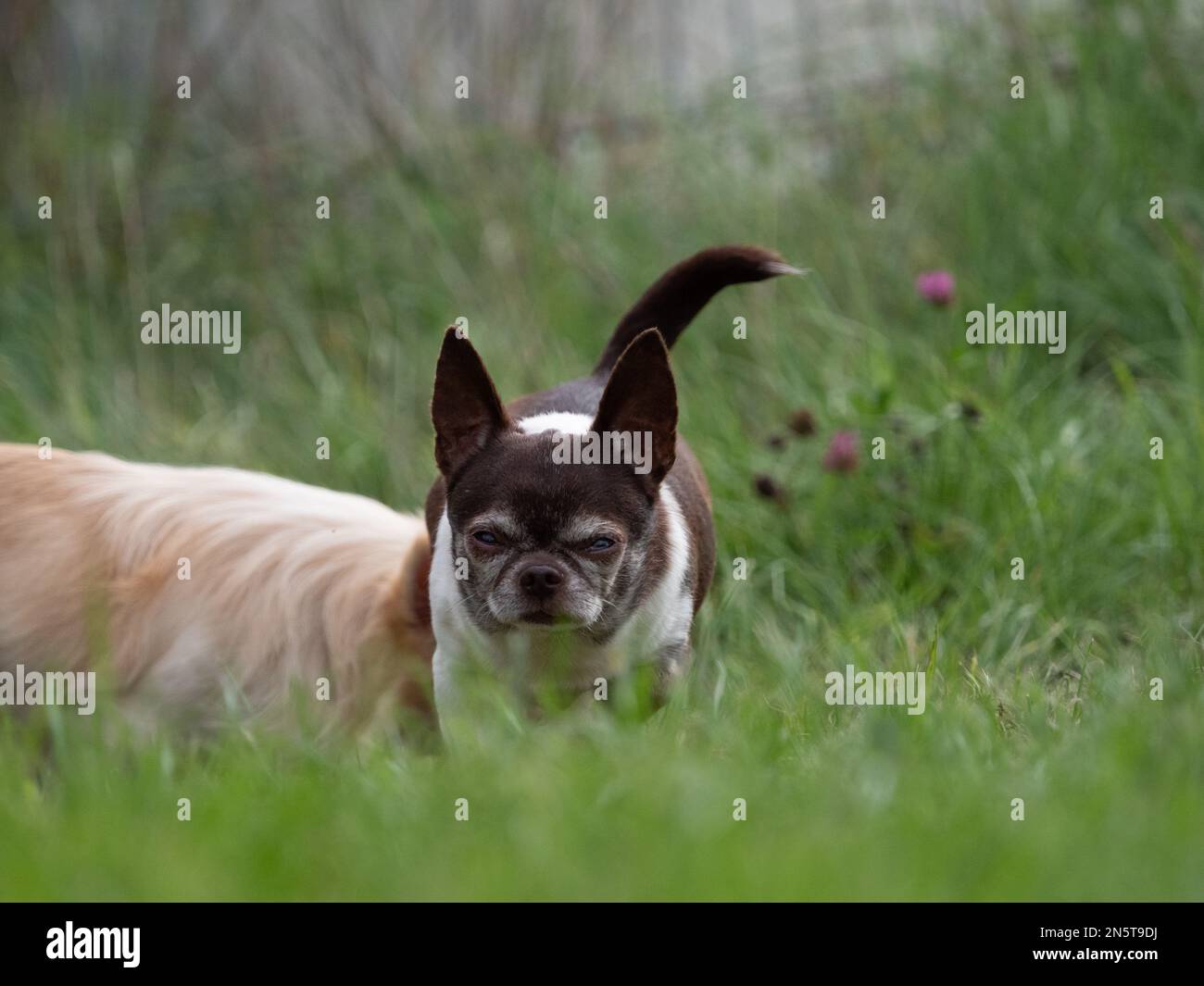 A group of dogs playing in the green grass Stock Photo - Alamy