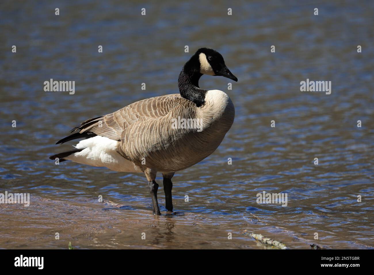 Commander canada clearance goose