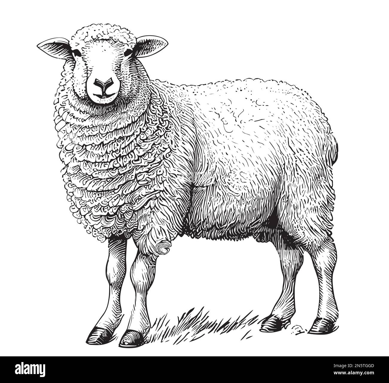 White Sheep farm hand drawn sketch Vector illustration Farm Stock Vector