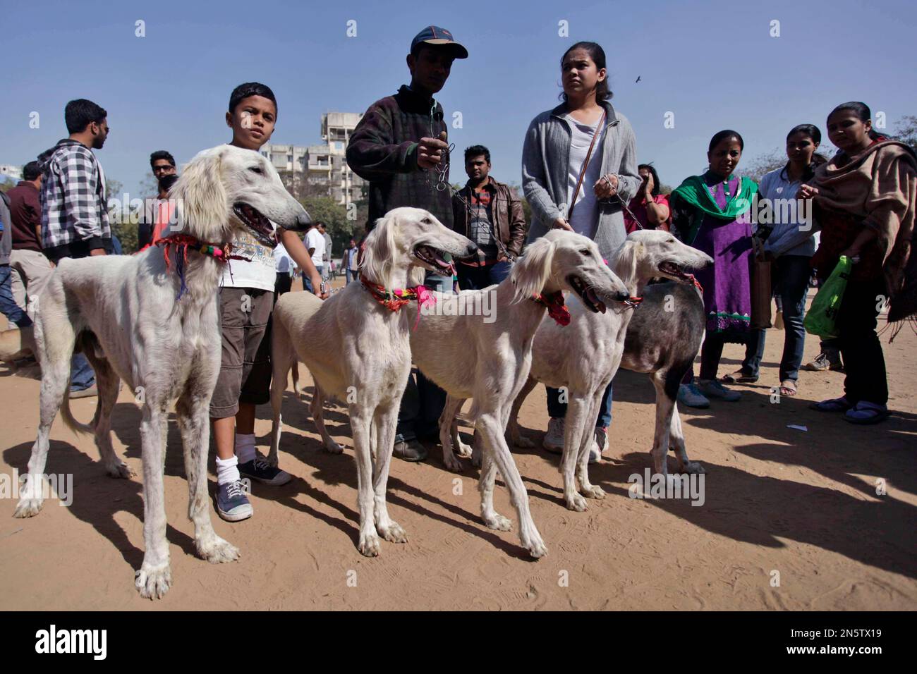 Indian owners hold Saluky breed dogs during a dog show in Ahmadabad