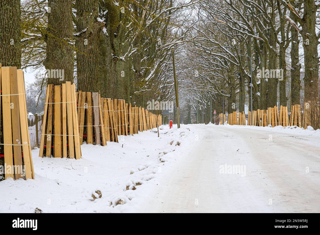 Tree trunk protection. A tree trunk covered with boards to protect from ...
