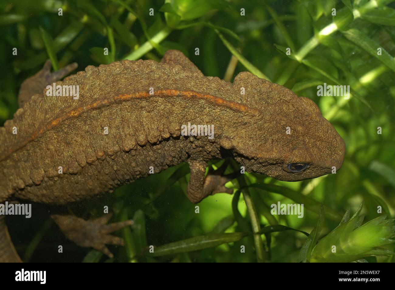 Detailed closeup on a gravid female the threatened Hongkong warty newt, Paramesotriton hongkongensis midst green Elodea waterweeds Stock Photo