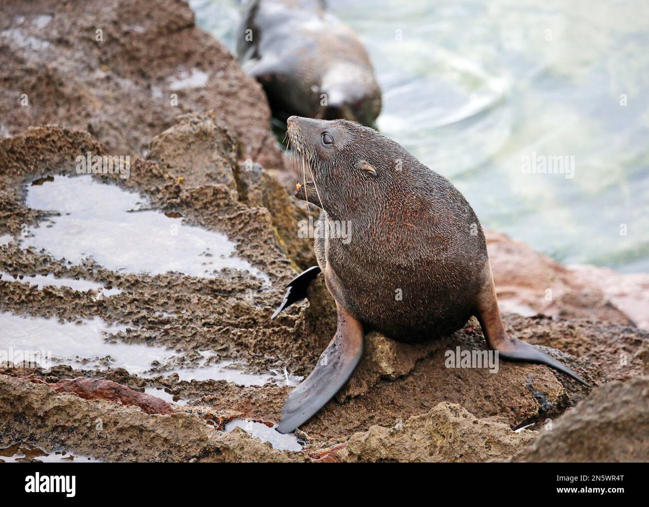 Seal screaming New Zealand Stock Photo Alamy
