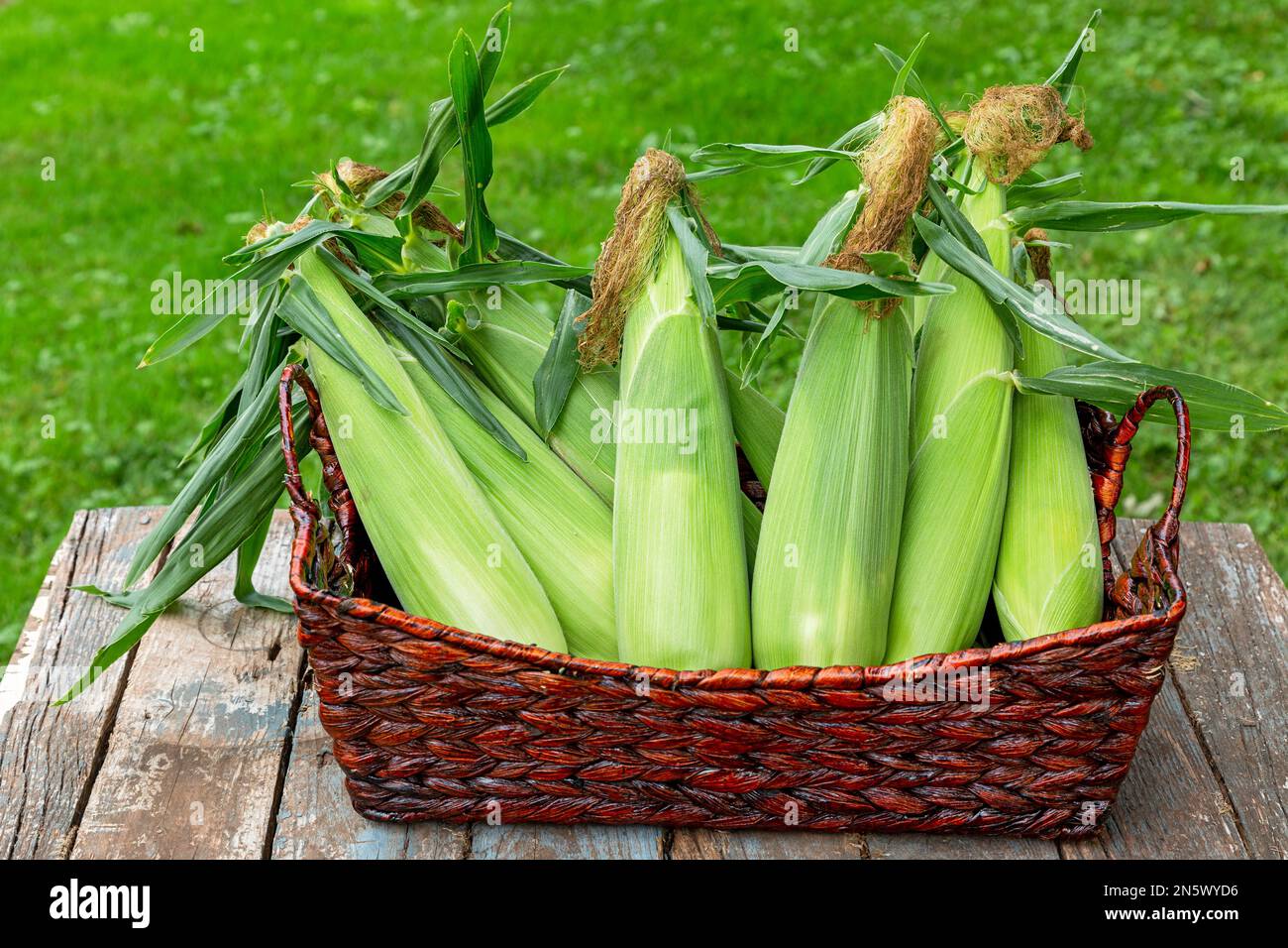 Freshly picked ears of bicolor corn. Stock Photo