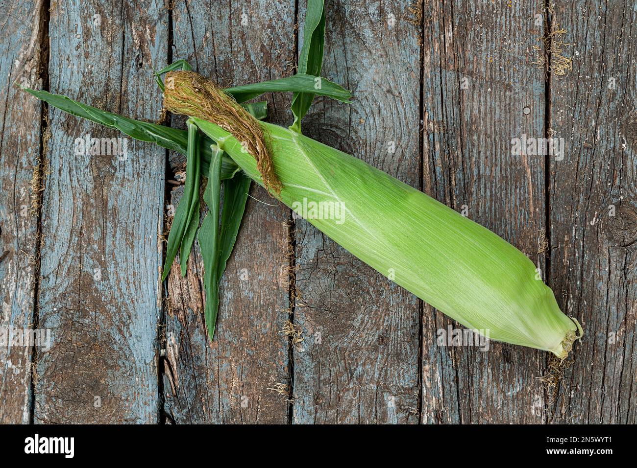 Freshly picked ears of bicolor corn. Stock Photo