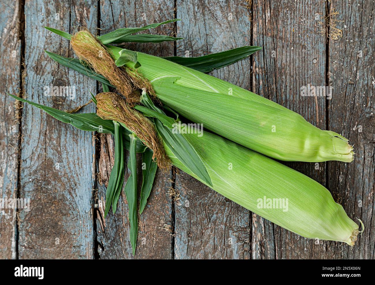 Freshly picked ears of bicolor corn. Stock Photo