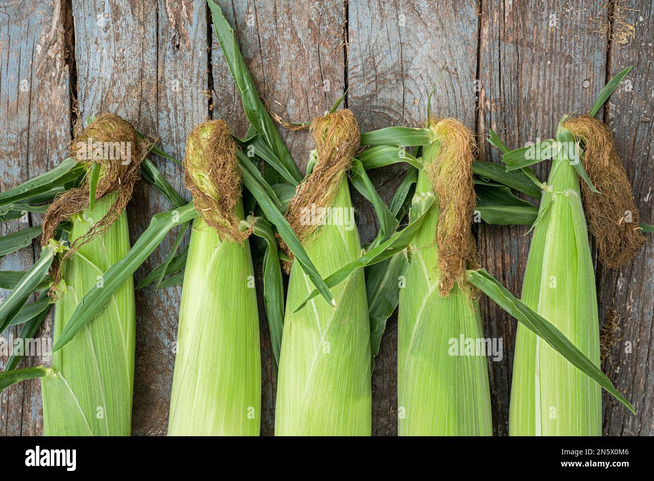 Freshly picked ears of bicolor corn. Stock Photo
