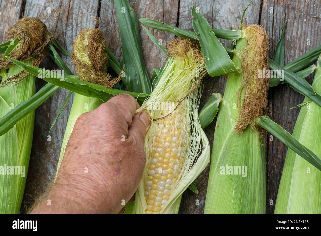 Freshly picked ears of bicolor corn. Stock Photo
