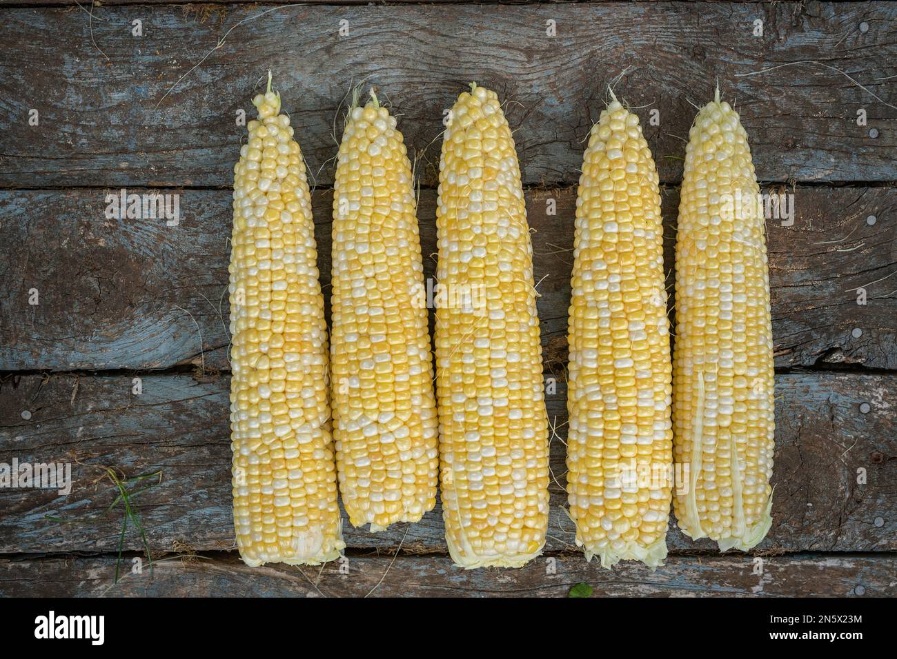 Freshly picked ears of bicolor corn. Stock Photo