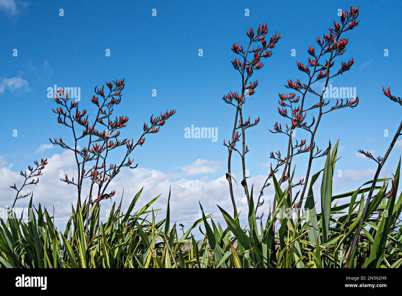 Phormium tenax, New Zealand flax Stock Photo