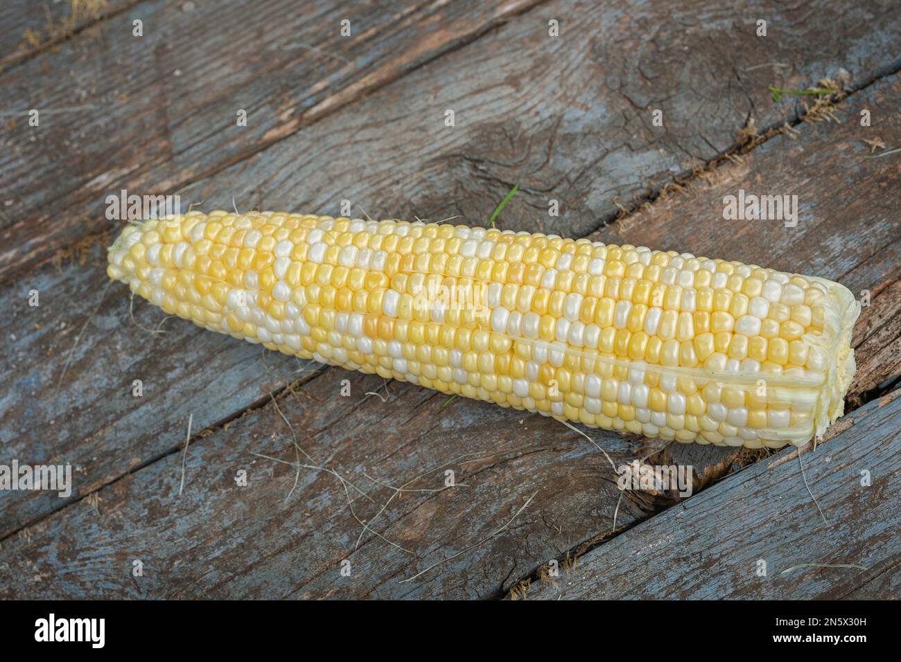 Freshly picked ears of bicolor corn. Stock Photo