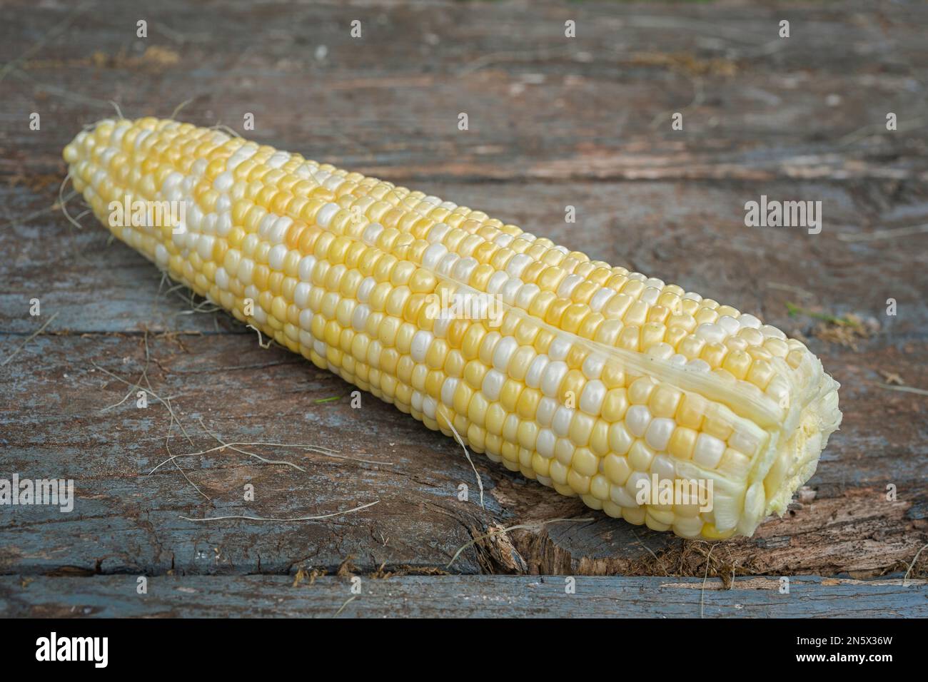 Freshly picked ears of bicolor corn. Stock Photo