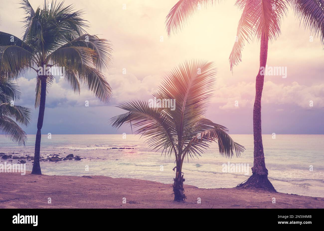 Coconut palm trees on a tropical beach at sunset, color toning applied ...