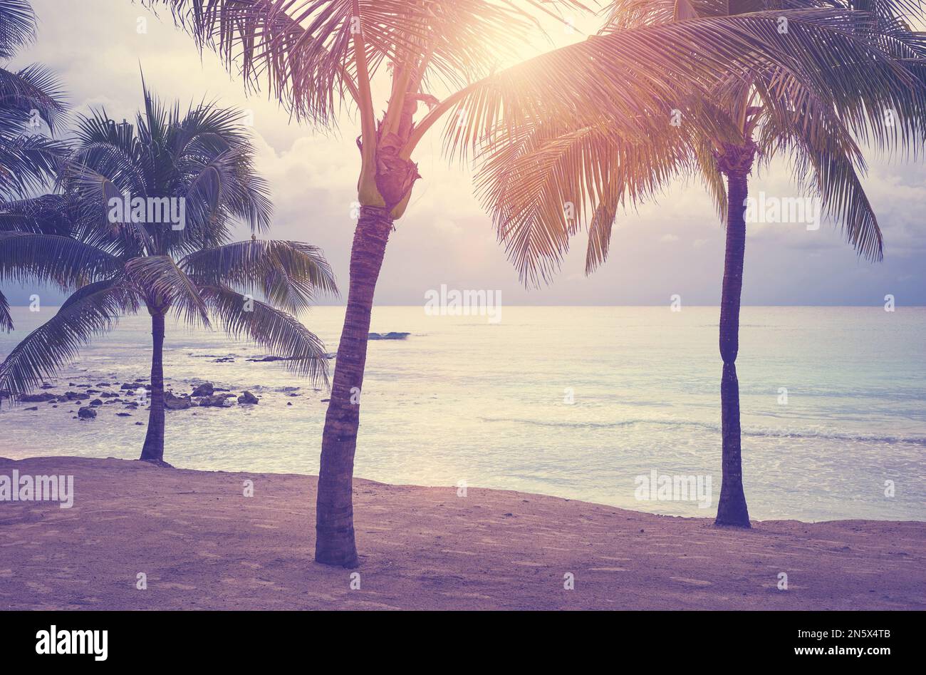 Coconut palm trees on a tropical beach at sunset, color toning applied ...