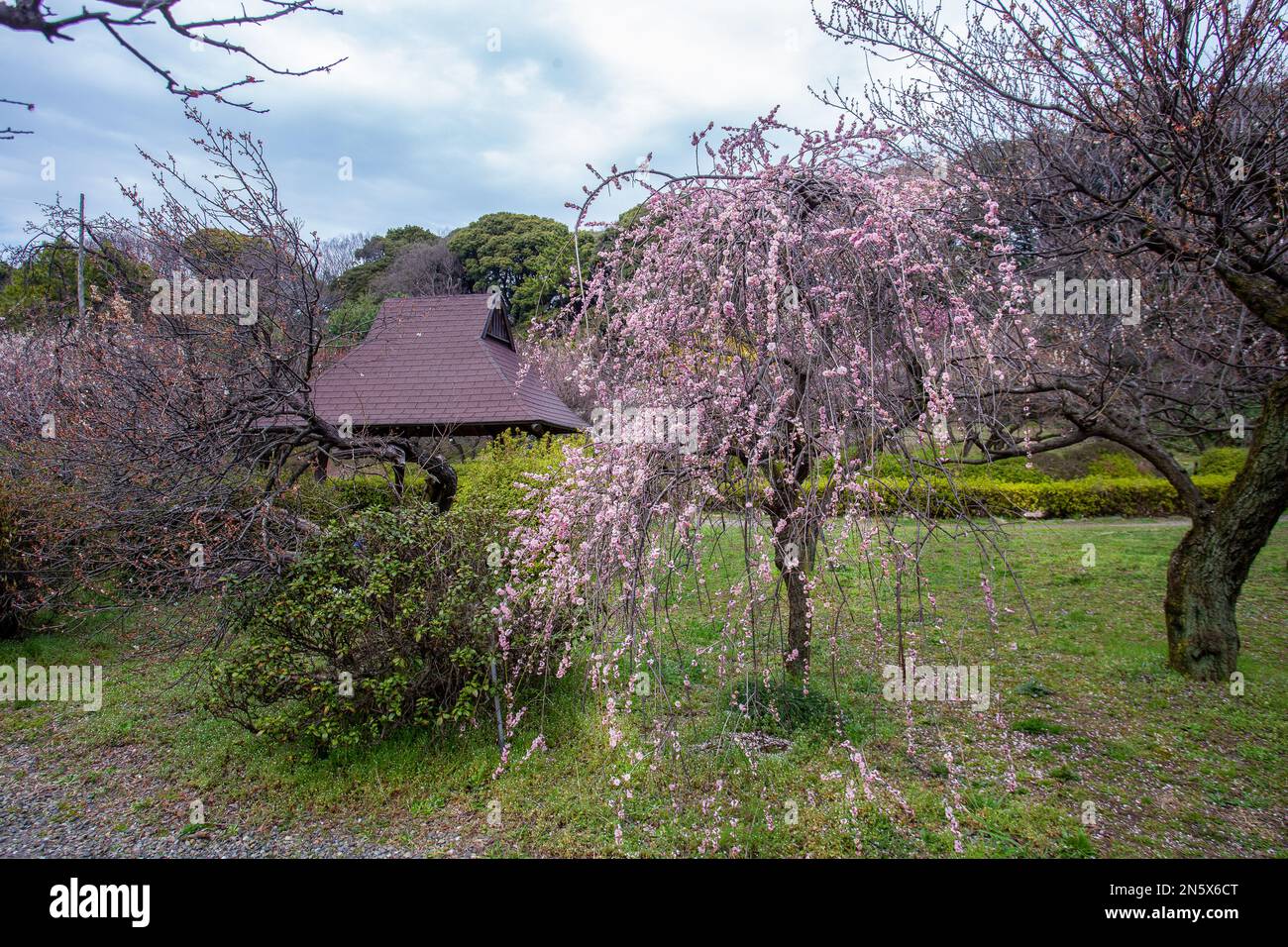 Pink cherry blossoms in Koishikawa Botanical garden in Tokyo first