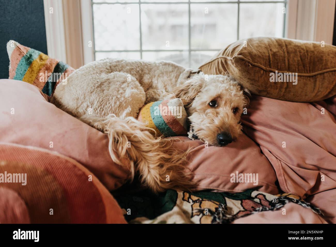 Goodendoodle lays curled up on pile of pillows on pink couch Stock Photo
