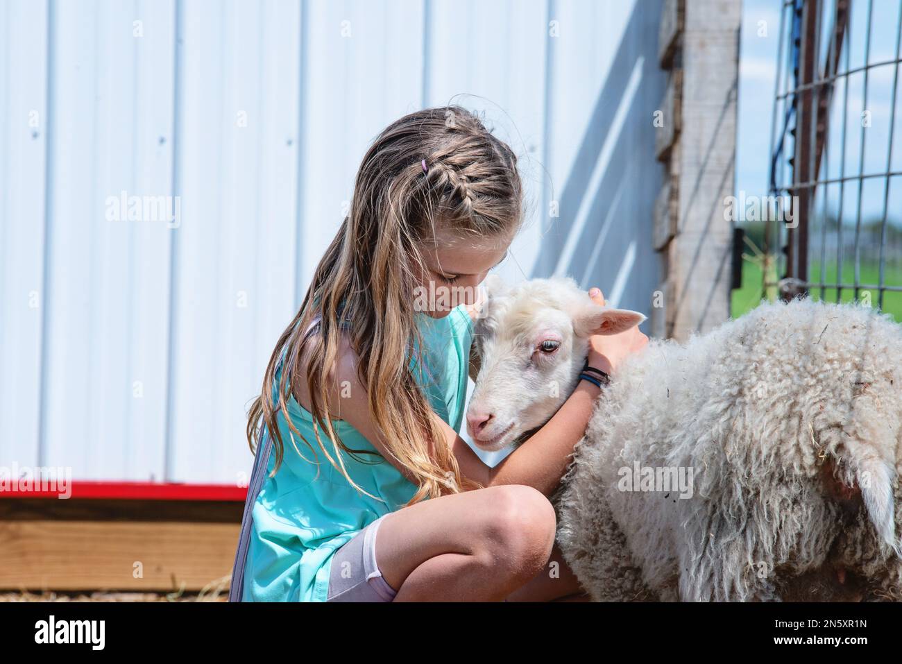 Blond tween girl hugging a lamb in farmyard Stock Photo - Alamy