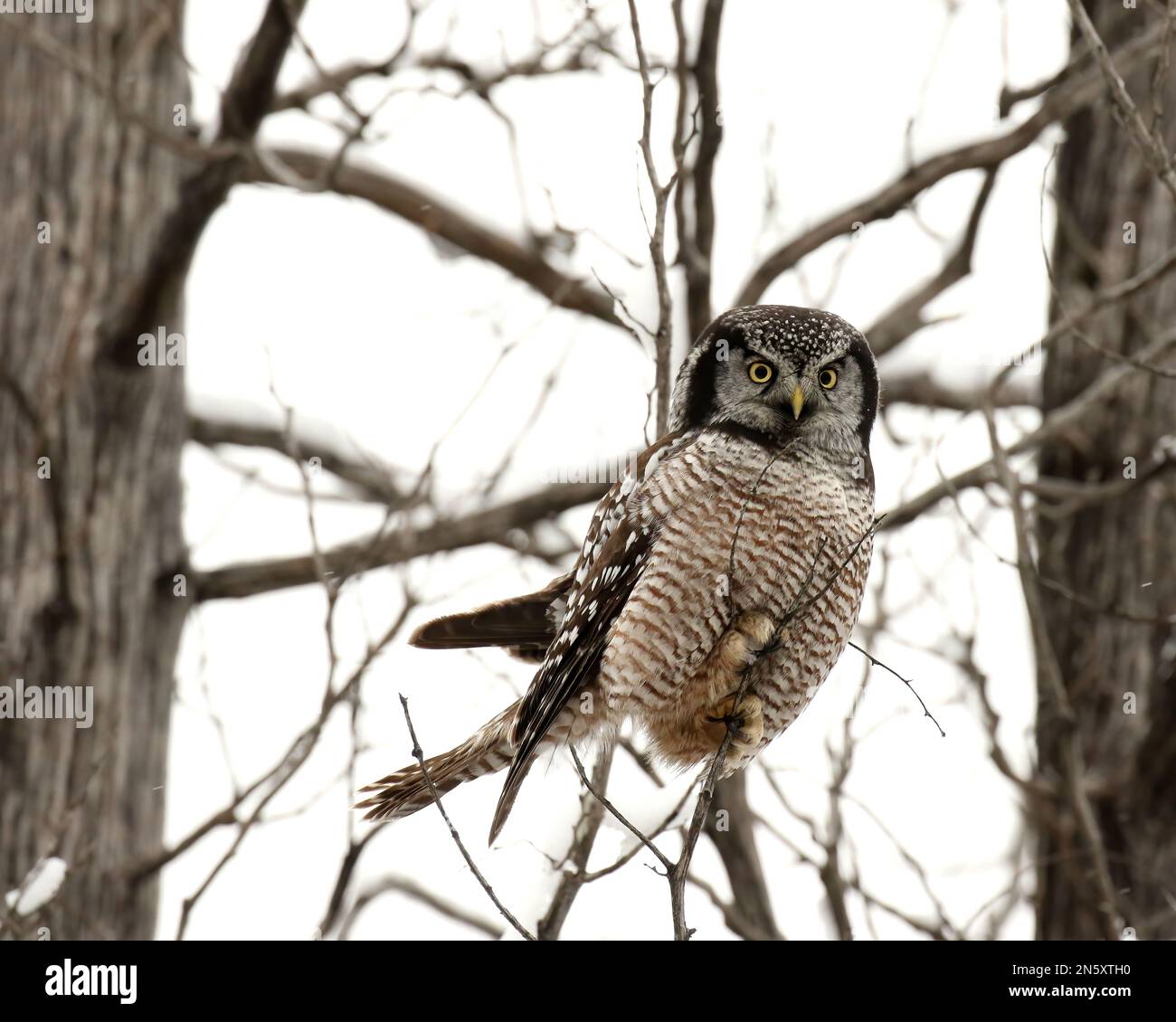Northern Hawk Owl in flight Stock Photo