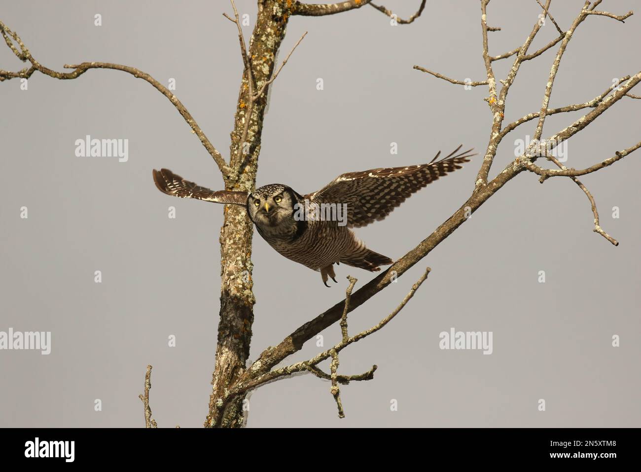 Northern Hawk Owl in flight Stock Photo