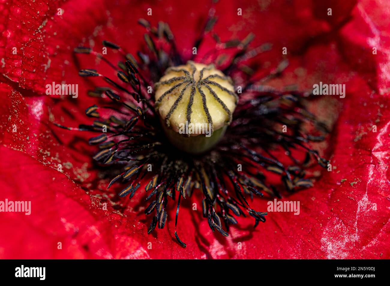 Red poppy flowers Stock Photo Alamy