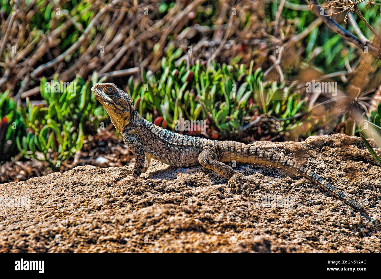 Lizard running on hot rocks among green bushes Stock Photo
