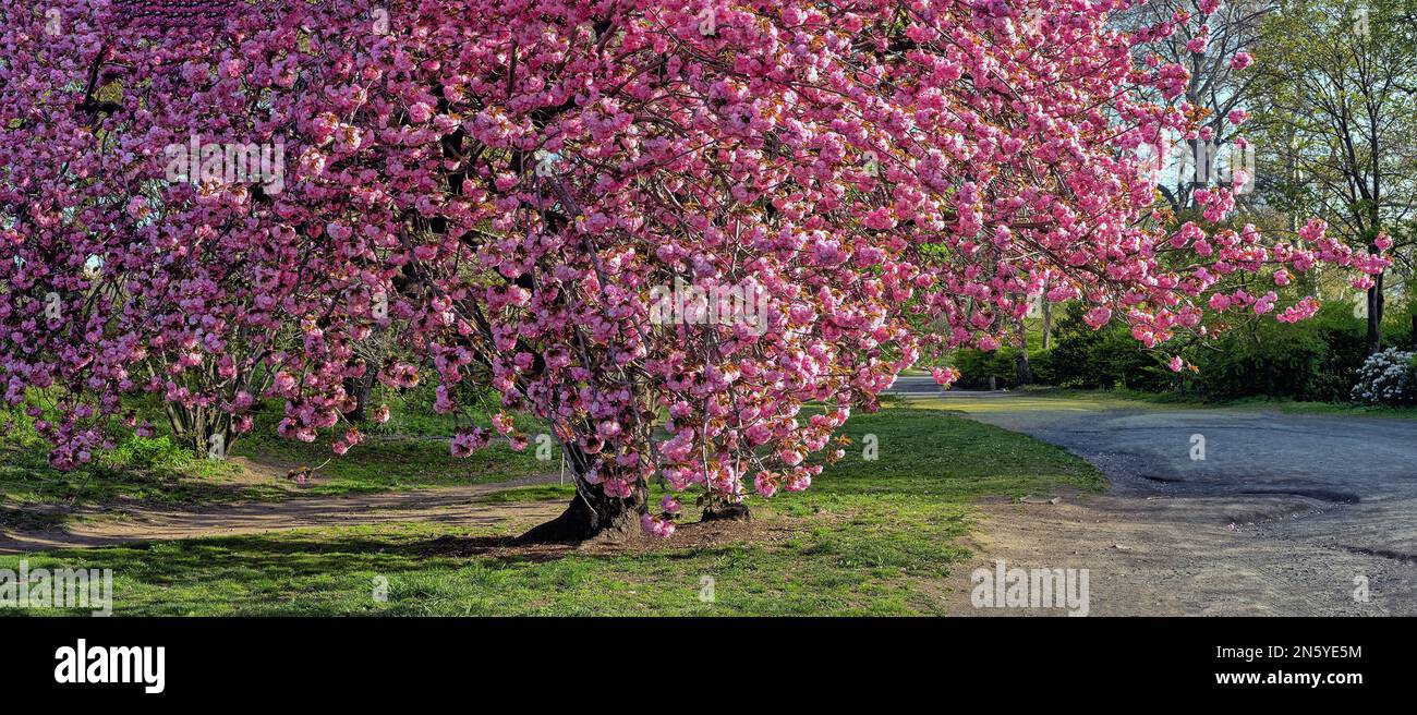 Spring in Central Park, New York City,Japanese Cherry Tree Stock Photo ...