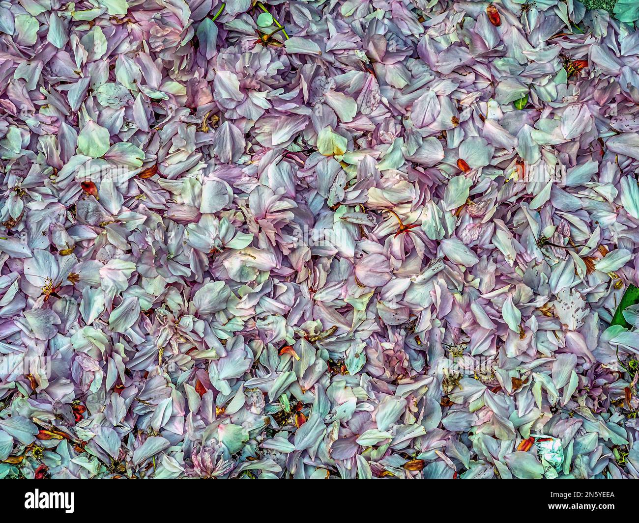 Magnolia tree blossoms on ground in early spring Stock Photo - Alamy