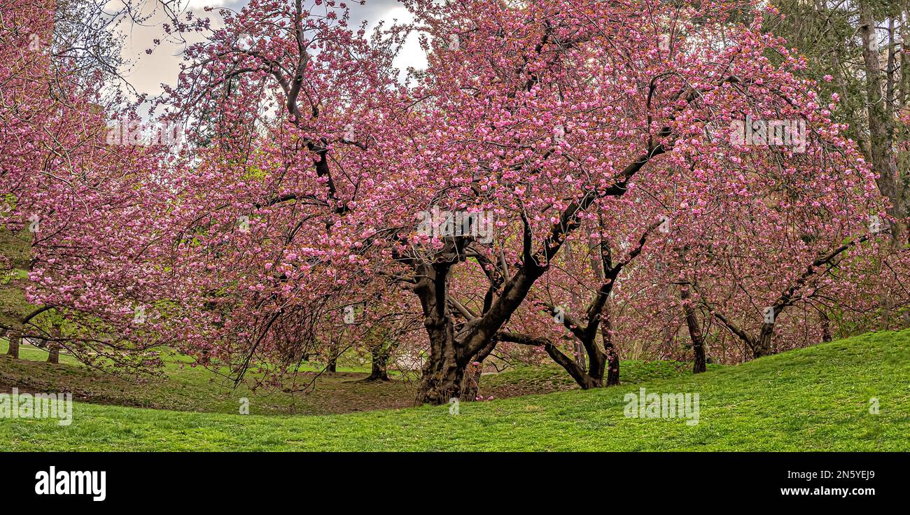 Spring in Central Park, New York City,Japanese Cherry Tree Stock Photo ...