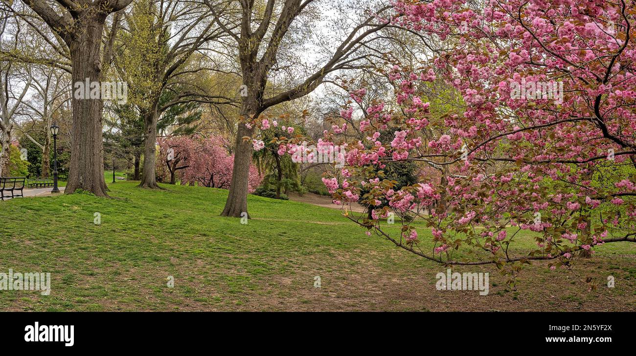 Spring in Central Park, New York City,Japanese Cherry Tree Stock Photo ...