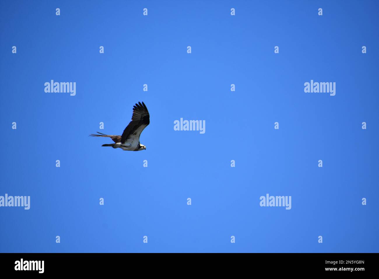 Amazing osprey bird with wings extended in flight in a blue sky Stock ...