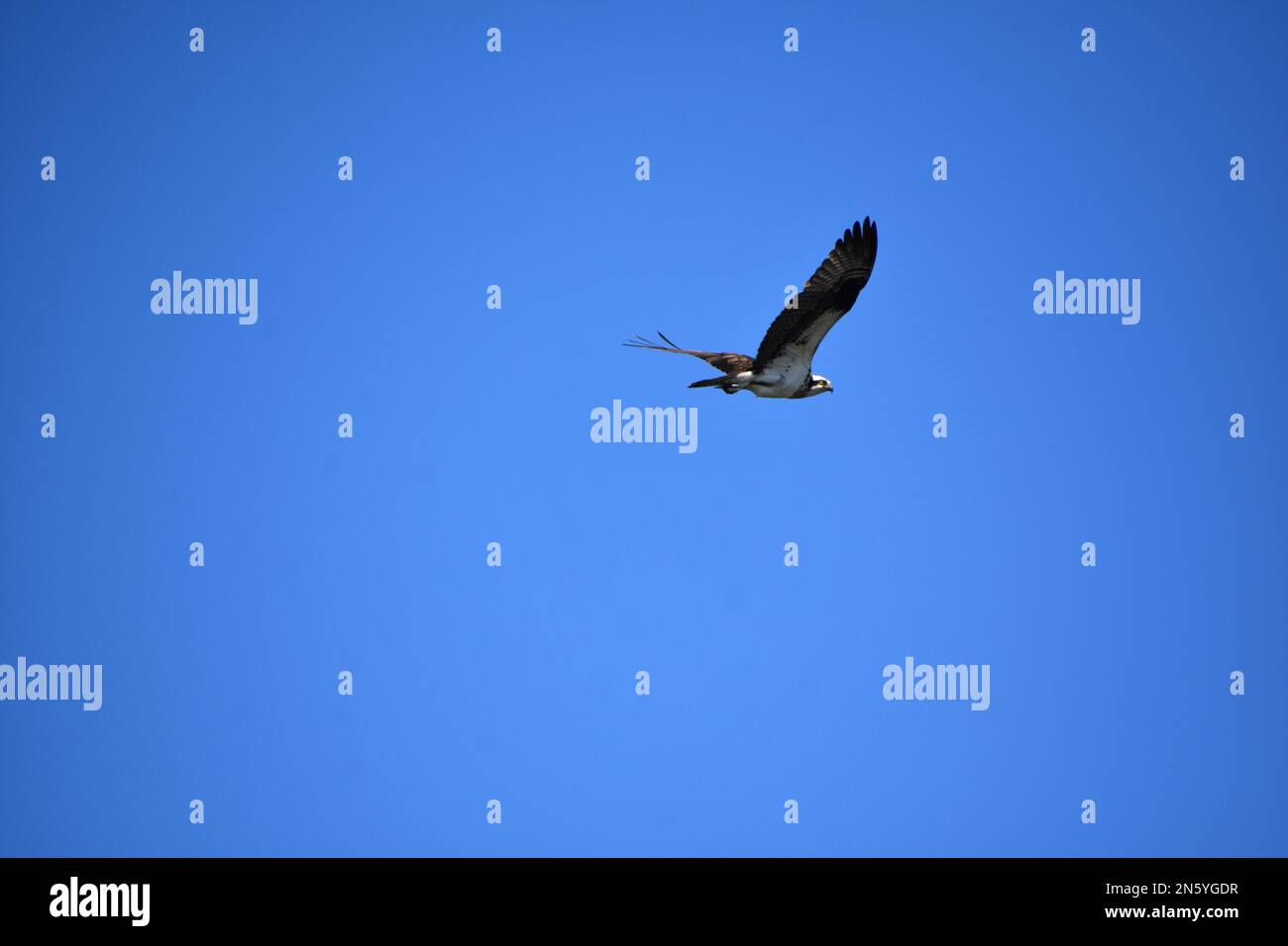 Osprey with wings spread in flight in a dark blue sky Stock Photo - Alamy