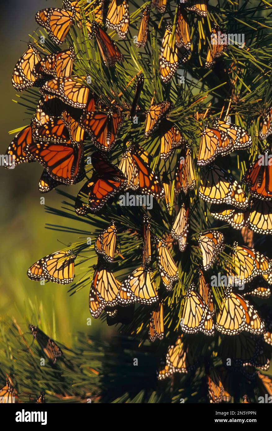 Monarch butterfly migration Stock Photo Alamy