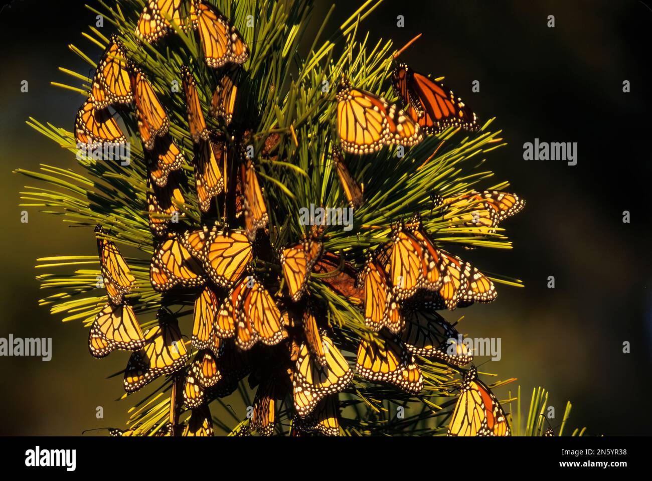 Monarch butterfly migration Stock Photo Alamy