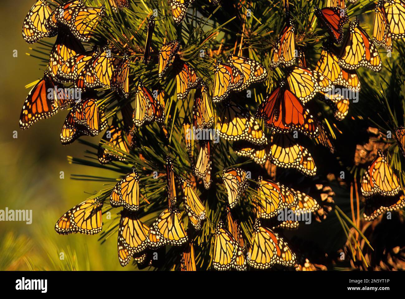 Monarch butterfly migration Stock Photo Alamy