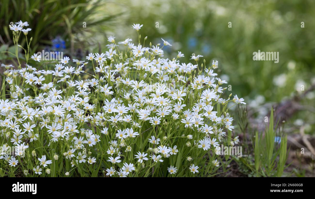 Closeup of many white flowers of lesser stitchwort in green spring nature. Stellaria graminea. Group of beautiful flowering tiny common starwort bloom. Stock Photo