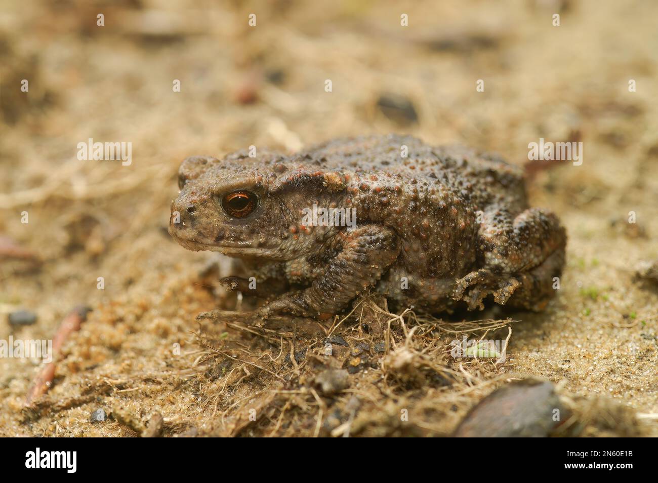 Natural closeup on the Common European toad, Bufo bufo, sitting on the ground Stock Photo