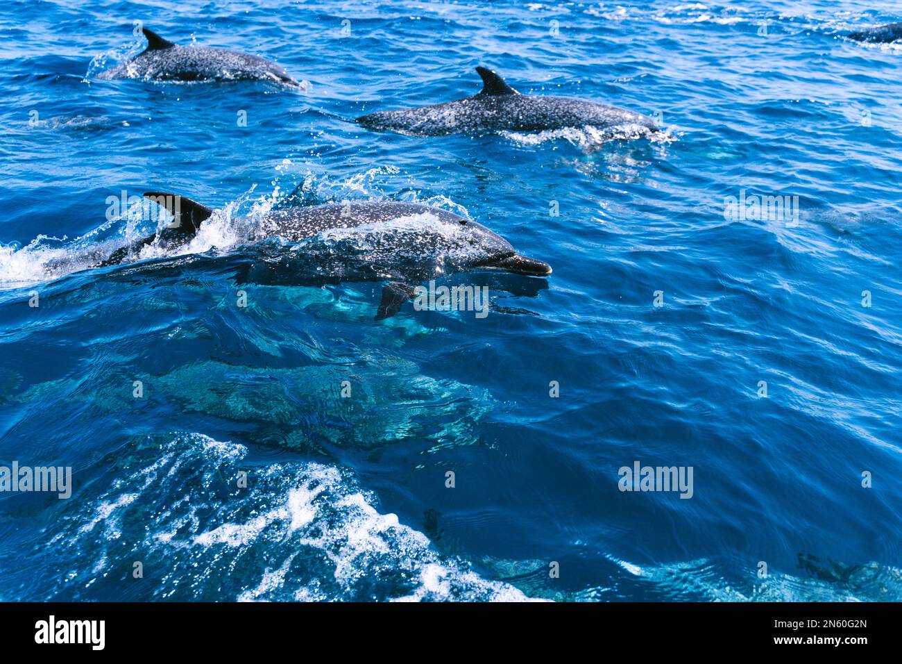 Middle Dolphin Photo with copy space of a group of dolphins swimming in the middle of ...