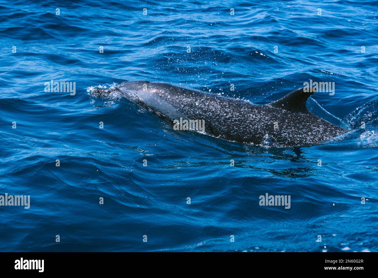 Middle Dolphin Vivid photo of a dolphin swimming in the middle of the ocean Stock ...